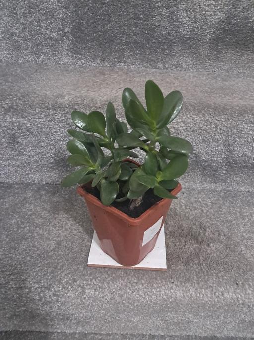  — MONEY PLANT.