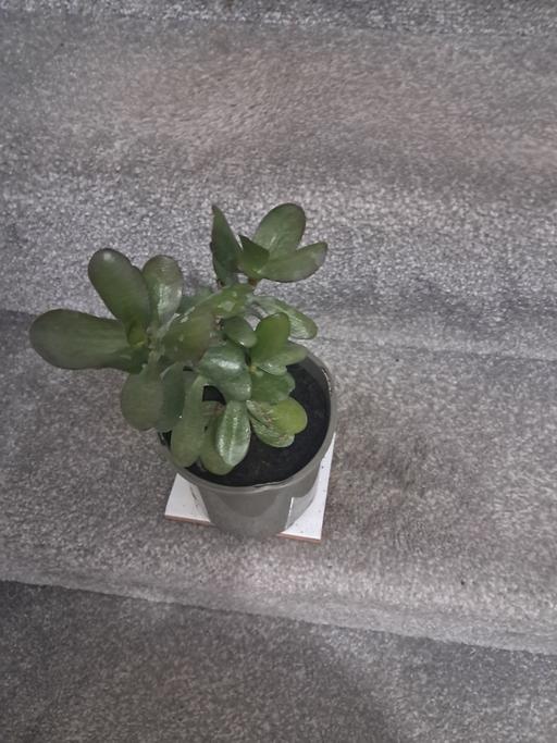  — MONEY PLANT .