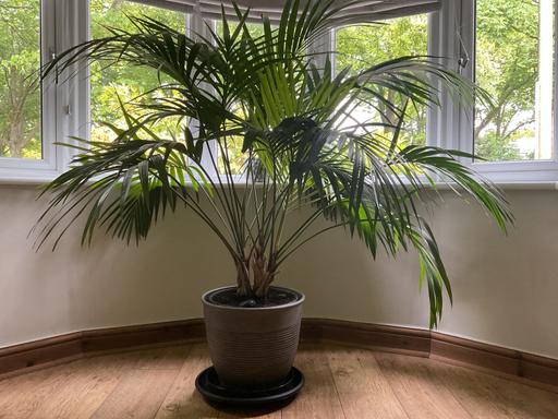  — Large Kentish Palm