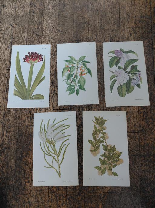  — Botanical Prints x 5