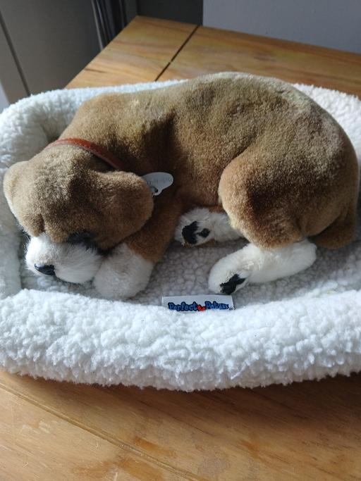 — sleeping snoring dog and bef