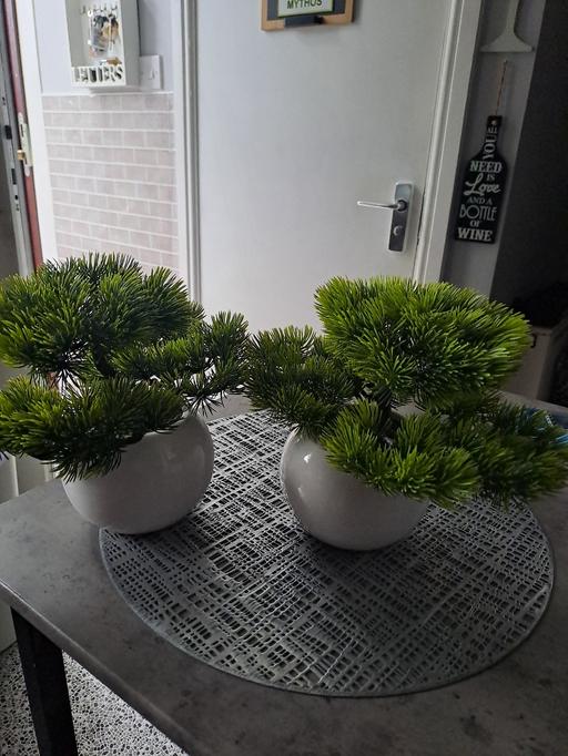  — 3 bonsi trees new