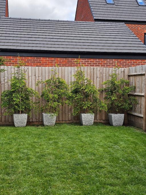  — Beautiful Leylandii Tree 🌳 in Classy Pot