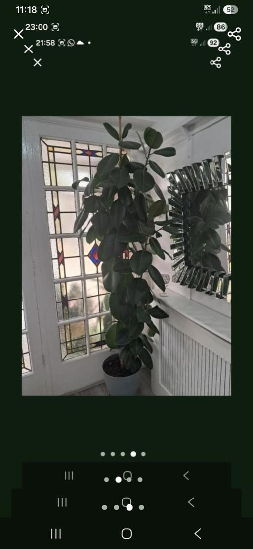 — LARGE  RUBBER PLANT.