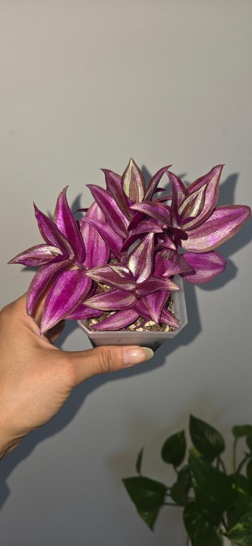  — Purple Passion Tradescantia