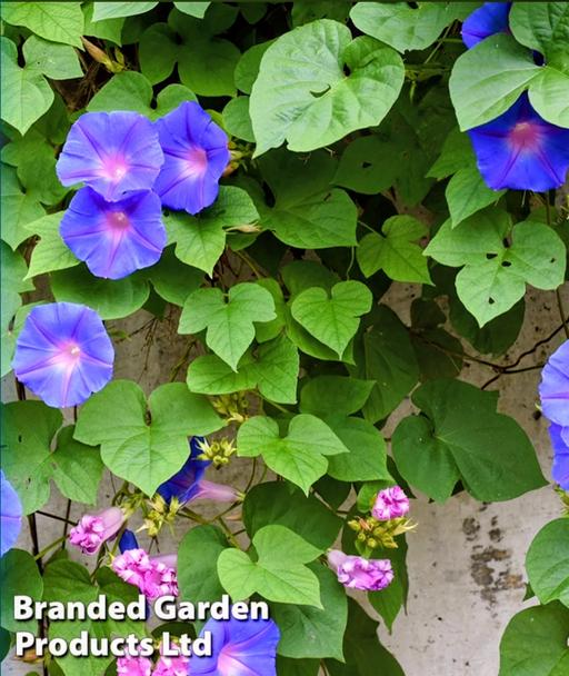  — plants for sale