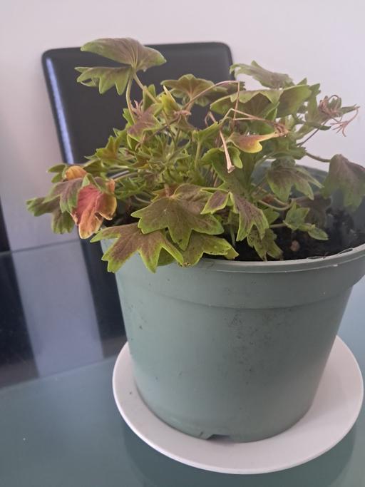  — HOUSE PLANT