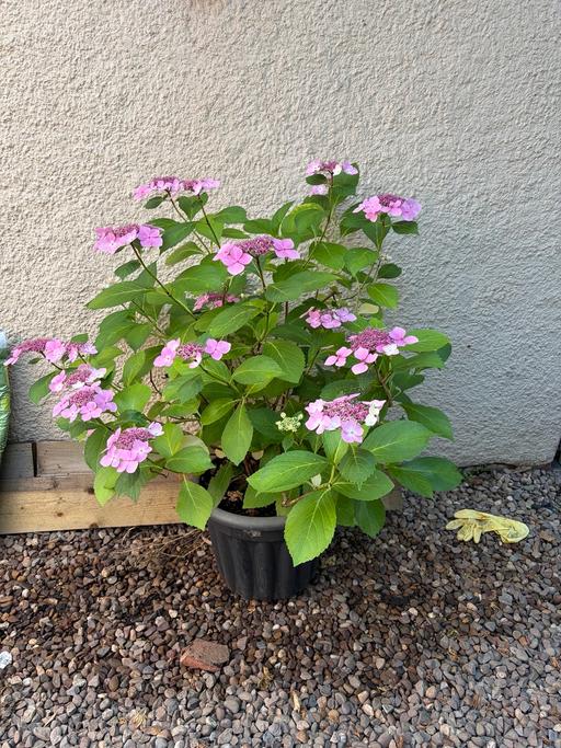  — Pink Hydrangeas