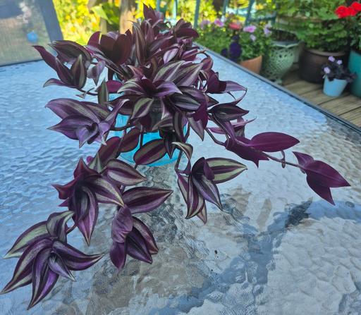  — Tradescantia Zebrina Trailing Indoor Plant