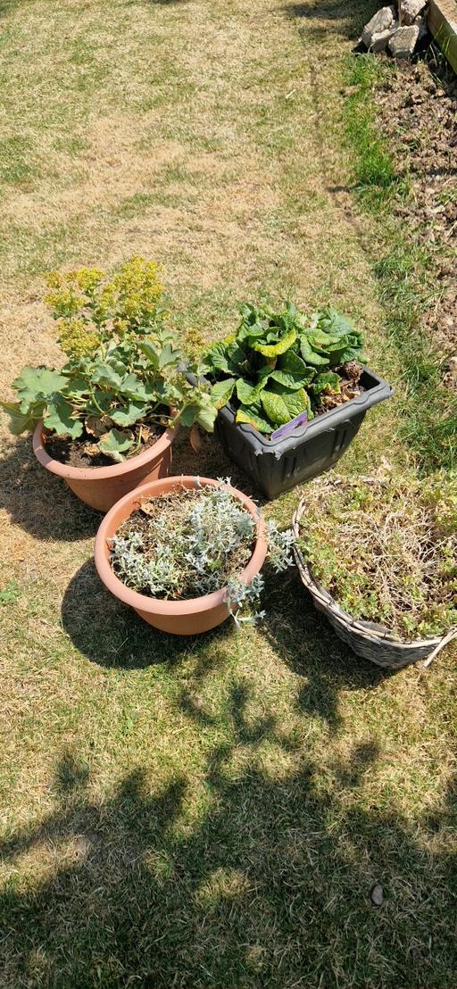 — plants