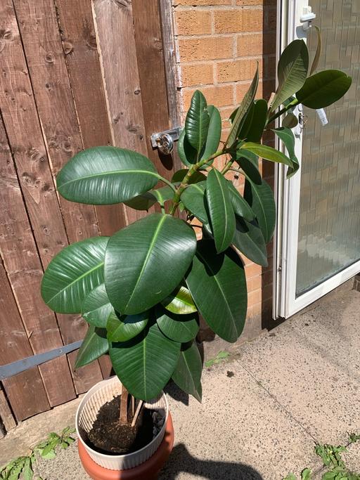  — Plant Ficus Rubberplant  Tall 110cm.