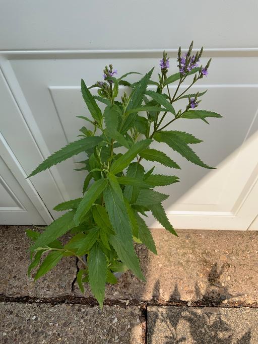  — Verbena Hastata