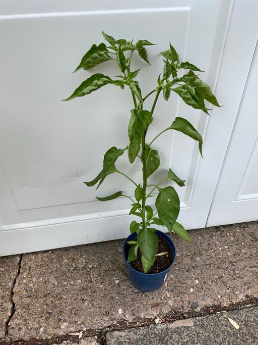  — Cayenne Peppers