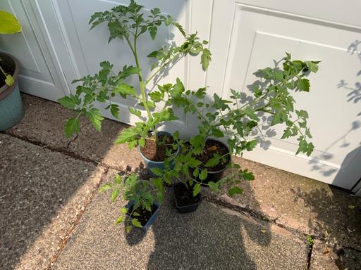  — Tomato plants