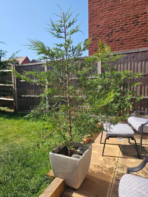  — Leylandii Tree 🌳 in Classy Pot ❤️