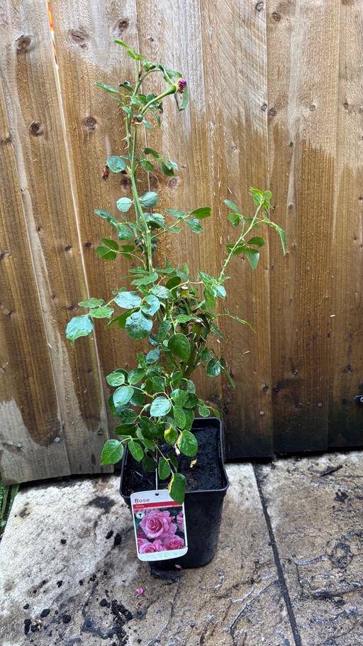  — Aloha pink climbing rose plant