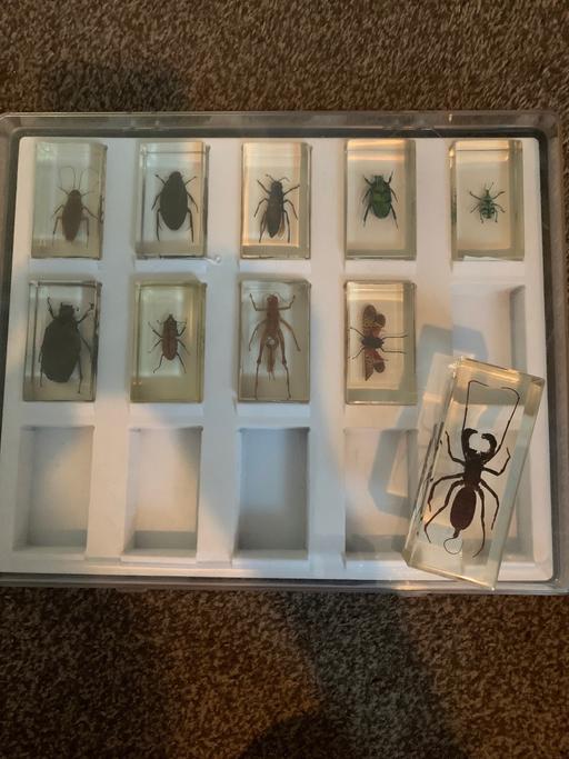  — Vintage 1990s Real Insect Paperweights