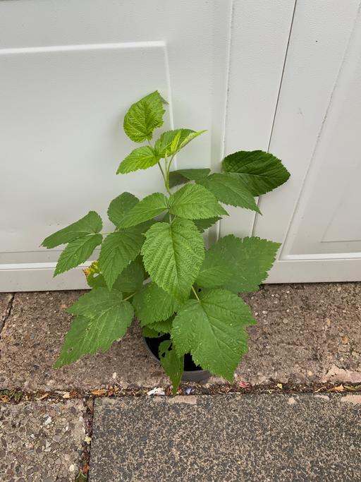  — Fruit Raspberry