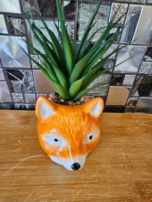  — brand new fox cactus
