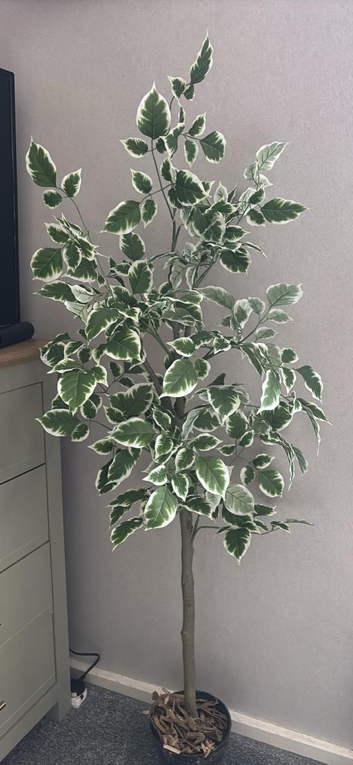  — Homesense  variegated ficus tree