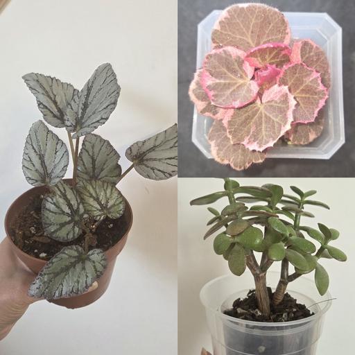  — Plant Clearance