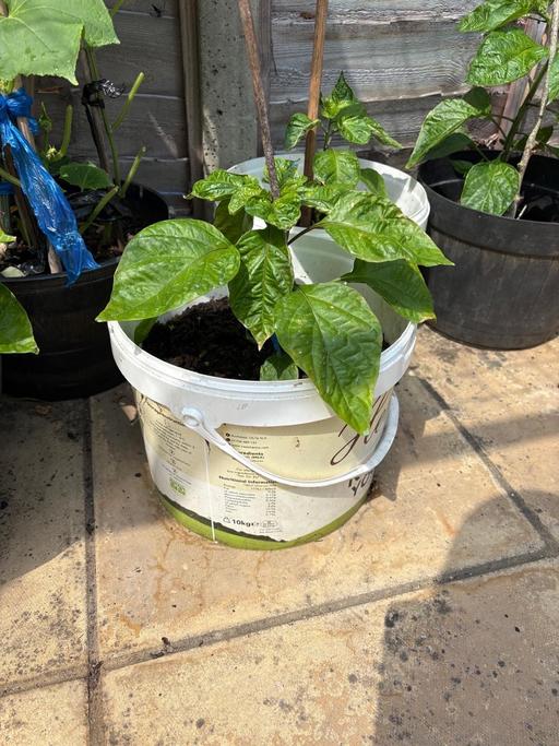  — Xl naga plants