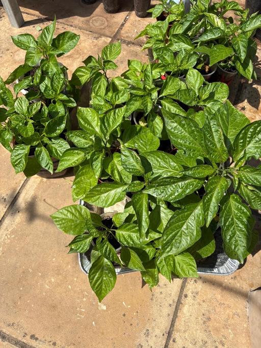  — Naga plants