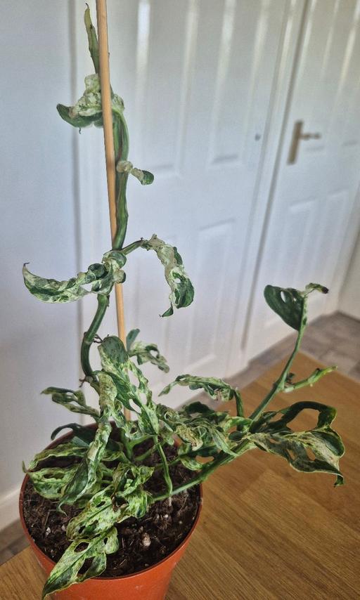  — Monstera Frozen Freckles Rare Plant
