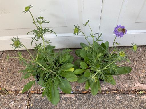  — Scabious butterfly blue