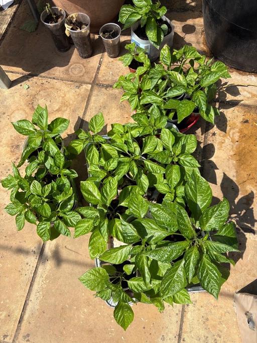  — Naga plants for sale