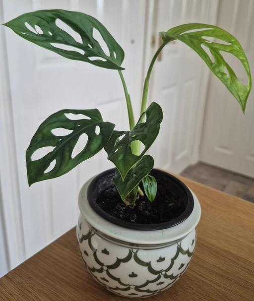  — Monstera adansonii- Monkey Mask Indoor Plant