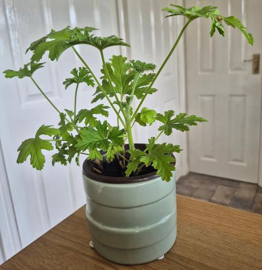  — Lemon Scented Geranium Indoor Plant