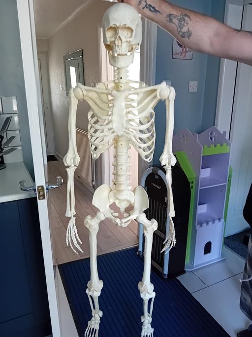  — 5 foot animated skeleton