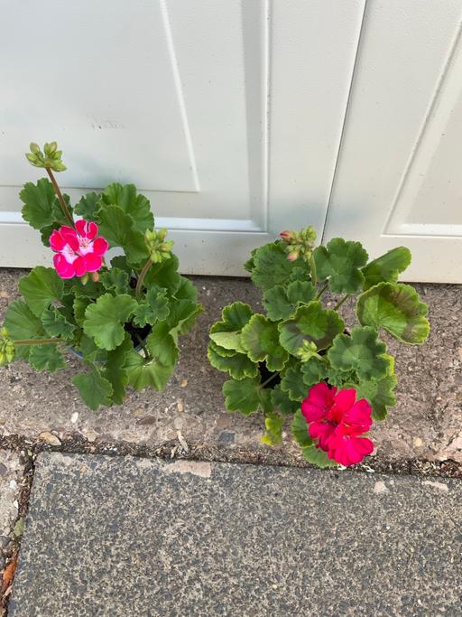  — Geraniums