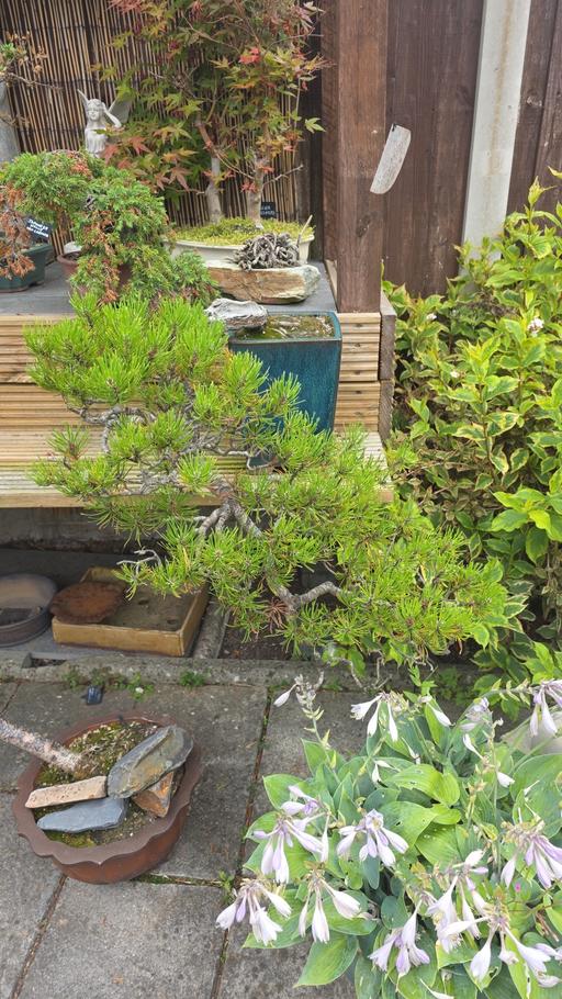  — bonsai