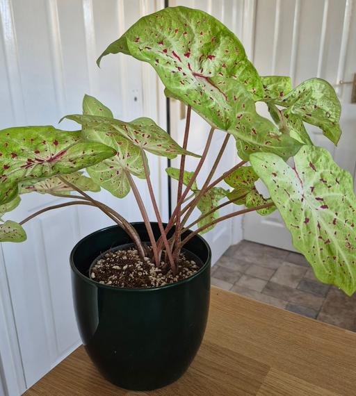  — Caladium 'Miss Muffet'  & Green Ceramic Pot