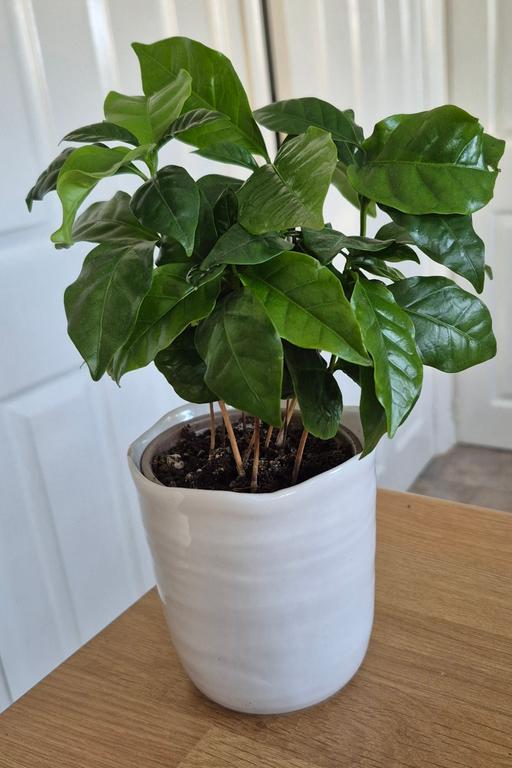  — Coffee Plant & White Ceramic Pot.