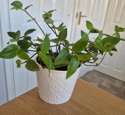  — Tradescantia Fluminensis Trailing Plant