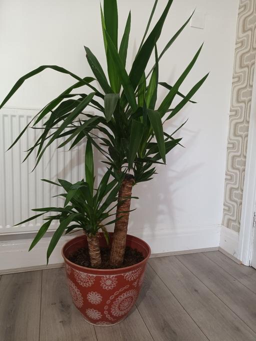  — HOUSE PLANT