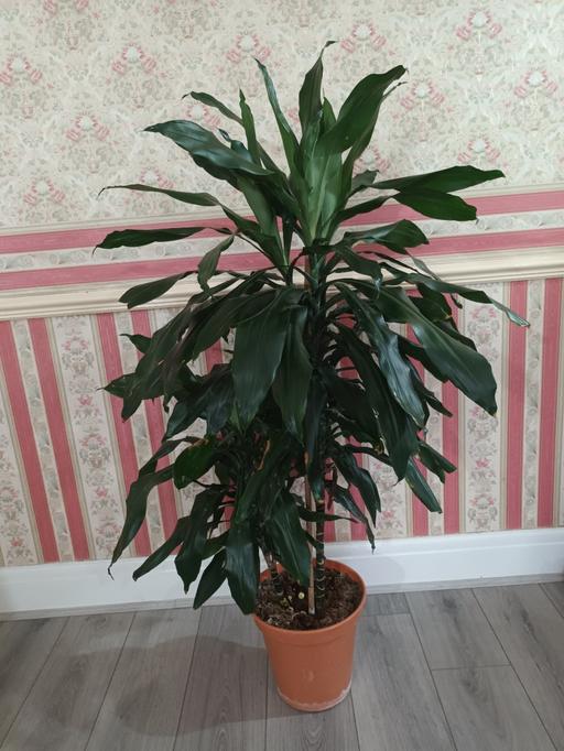  — HOUSE PLANT