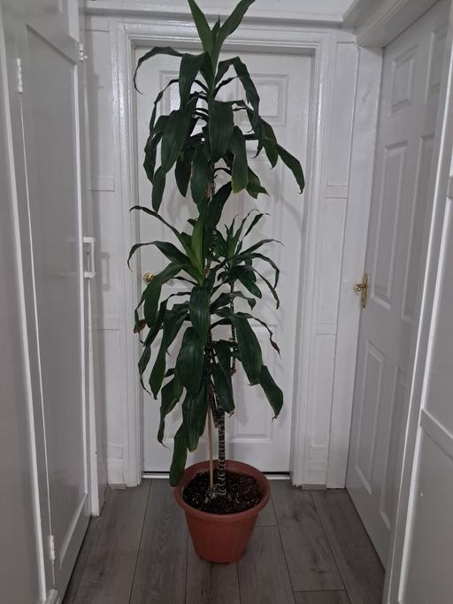  — HOUSE PLANT
