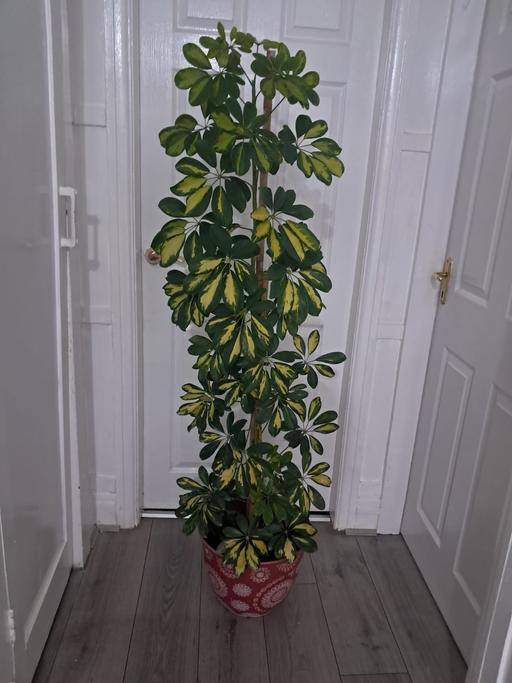  — HOUSE PLANT