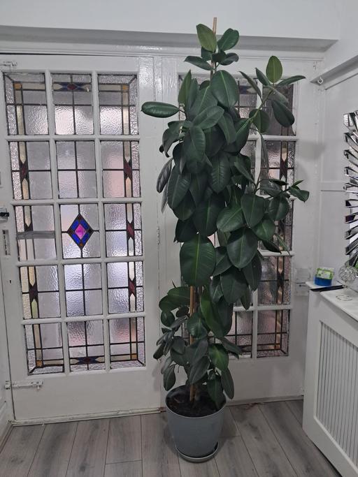  — HOUSE PLANT