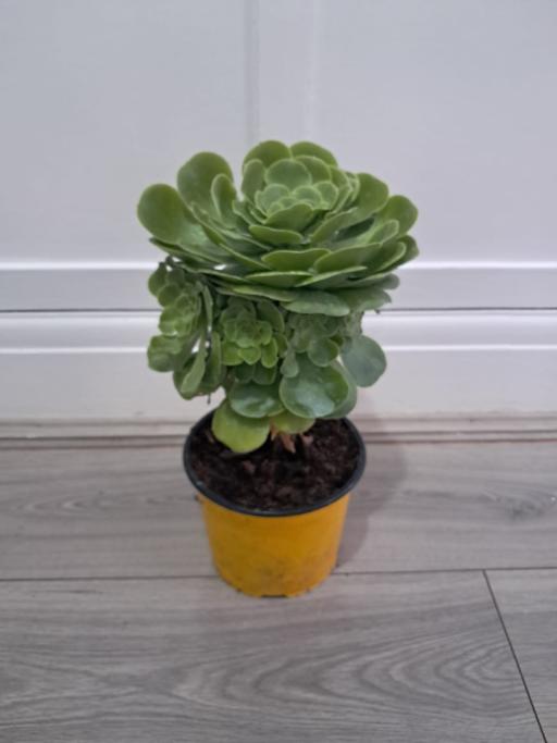  — HOUSE PLANT