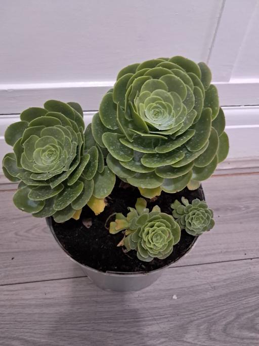  — HOUSE PLANT