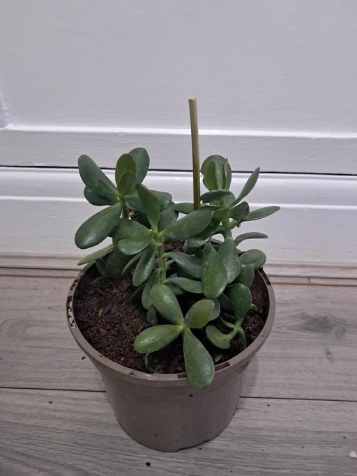  — JADE PLANT
