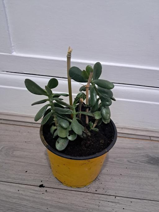  — MONEY PLANT