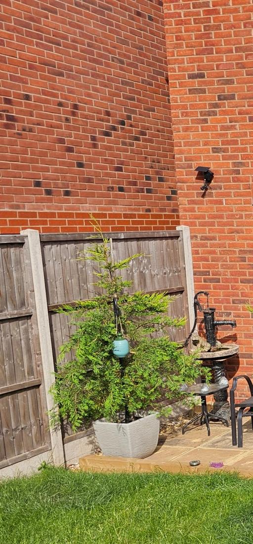  — Leylandii Tree 🌳 ♥️ in beautiful pot