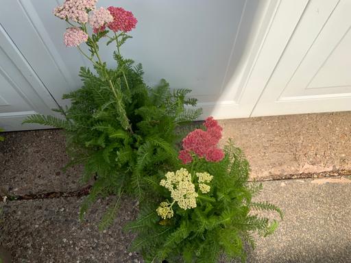  — Achillea summer Berries