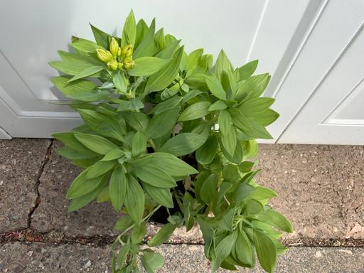  — Alstroemeria summer paradise collection